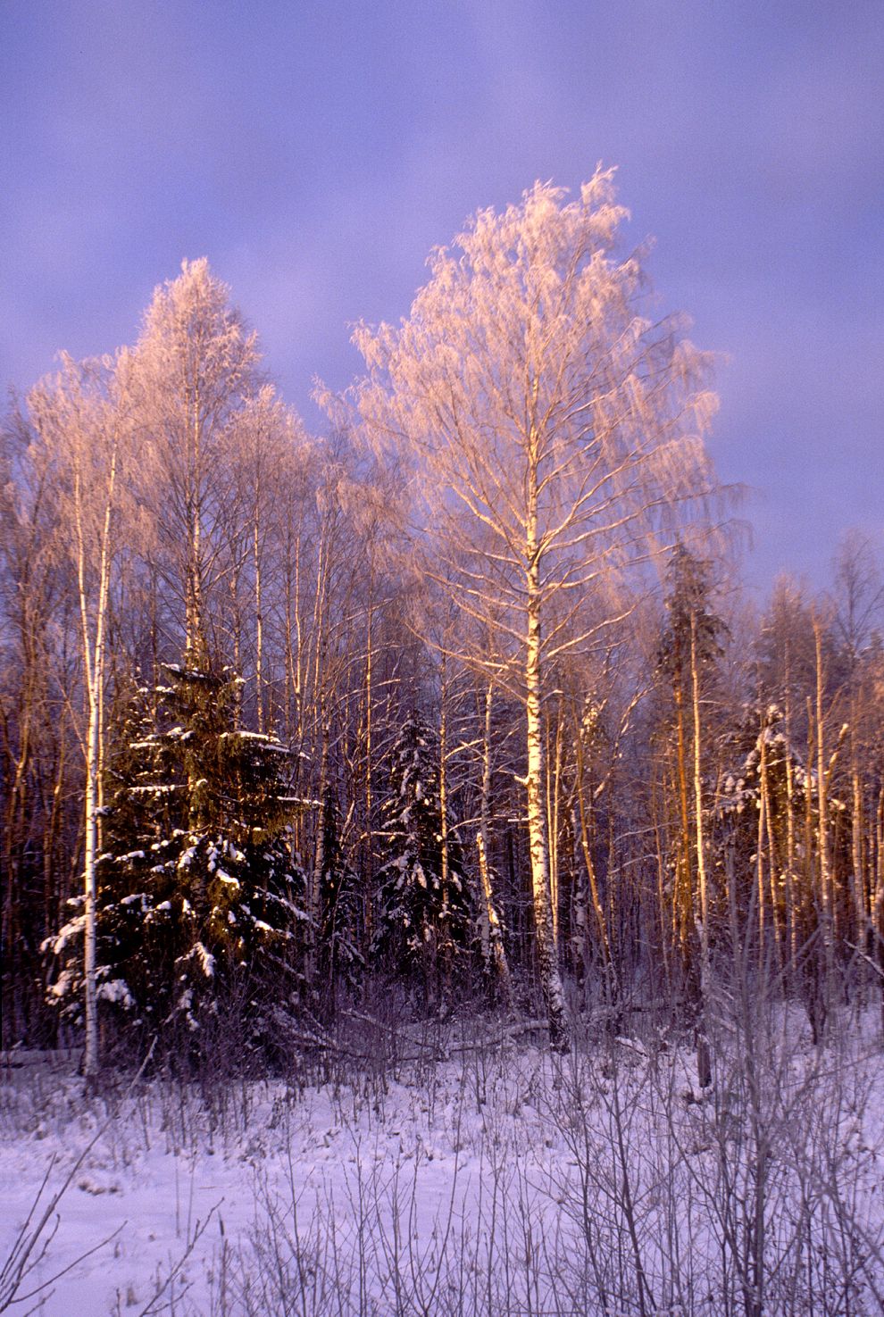 Lekshma
Russia. Arkhangelsk Region. Kargopol District
Road from Lekshma to Patrovskaia
1999-11-26
© Photographs by William Brumfield