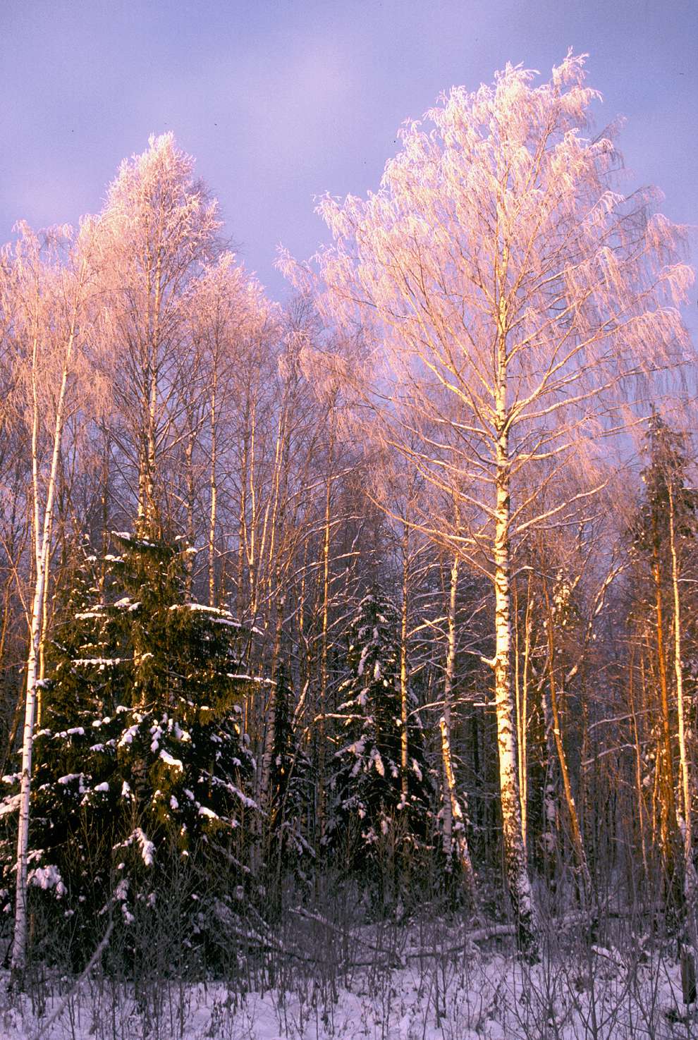 Lekshma
Russia. Arkhangelsk Region. Kargopol District
Road from Lekshma to Patrovskaia
1999-11-26
© Photographs by William Brumfield