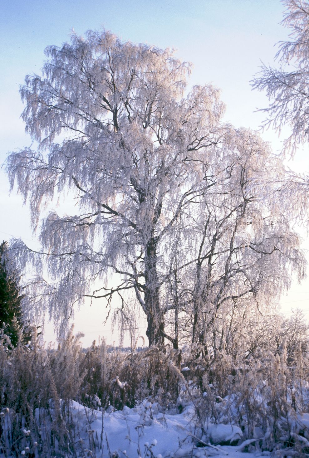 Pozdyshevo
Russia. Arkhangelsk Region. Kargopol District
Village panorama
Winter landscape
1999-11-27
© Photographs by William Brumfield