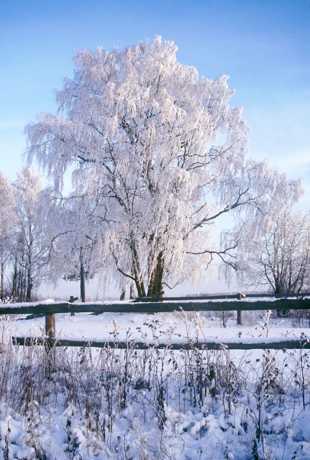 Pozdyshevo
Russia. Arkhangelsk Region. Kargopol District
Village panorama
Winter landscape
1999-11-27
© Photographs by William Brumfield